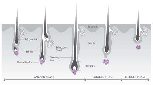 The Science of Hair